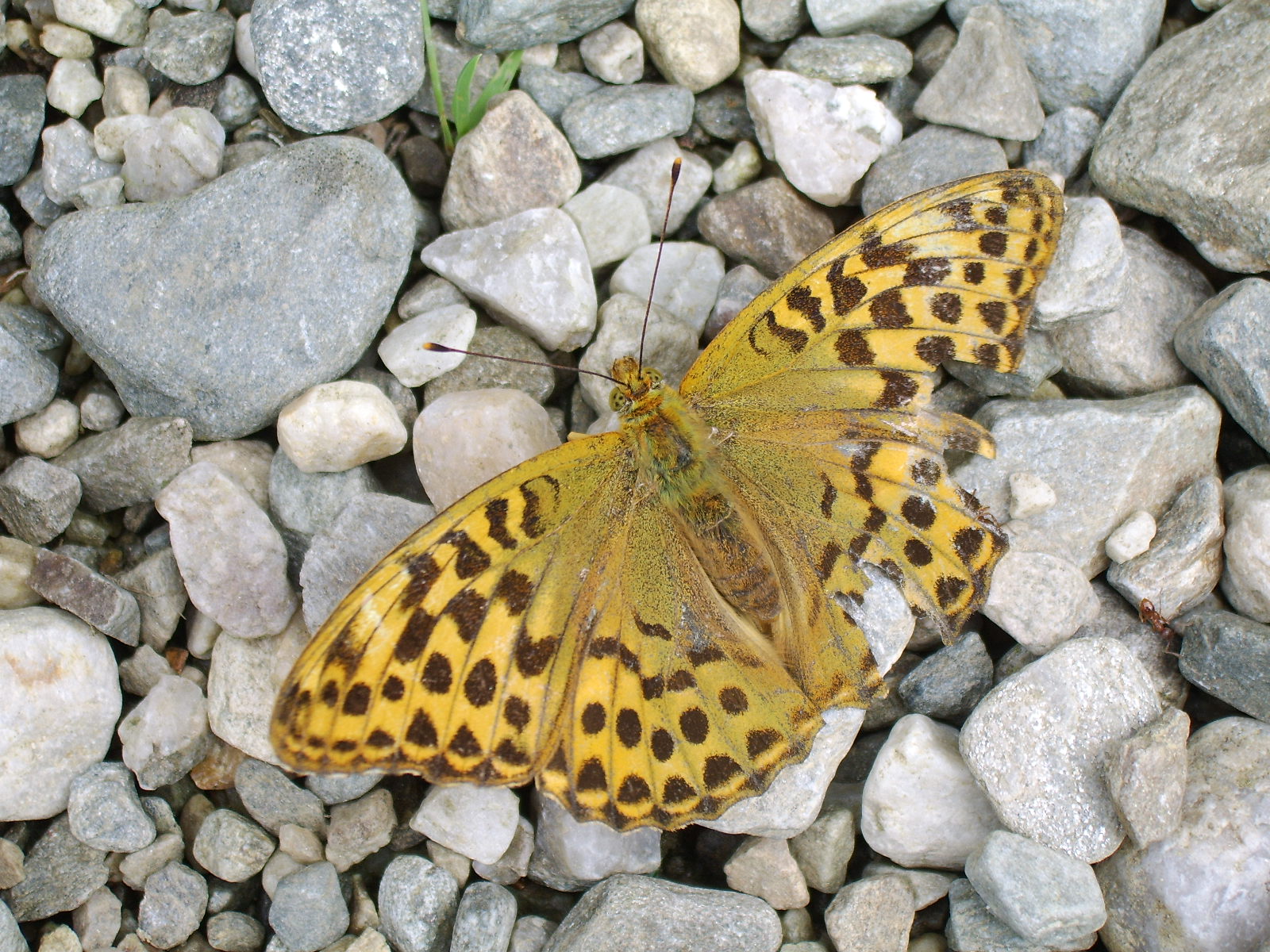 sta71922.jpg, 1600x1200, 478 Kb