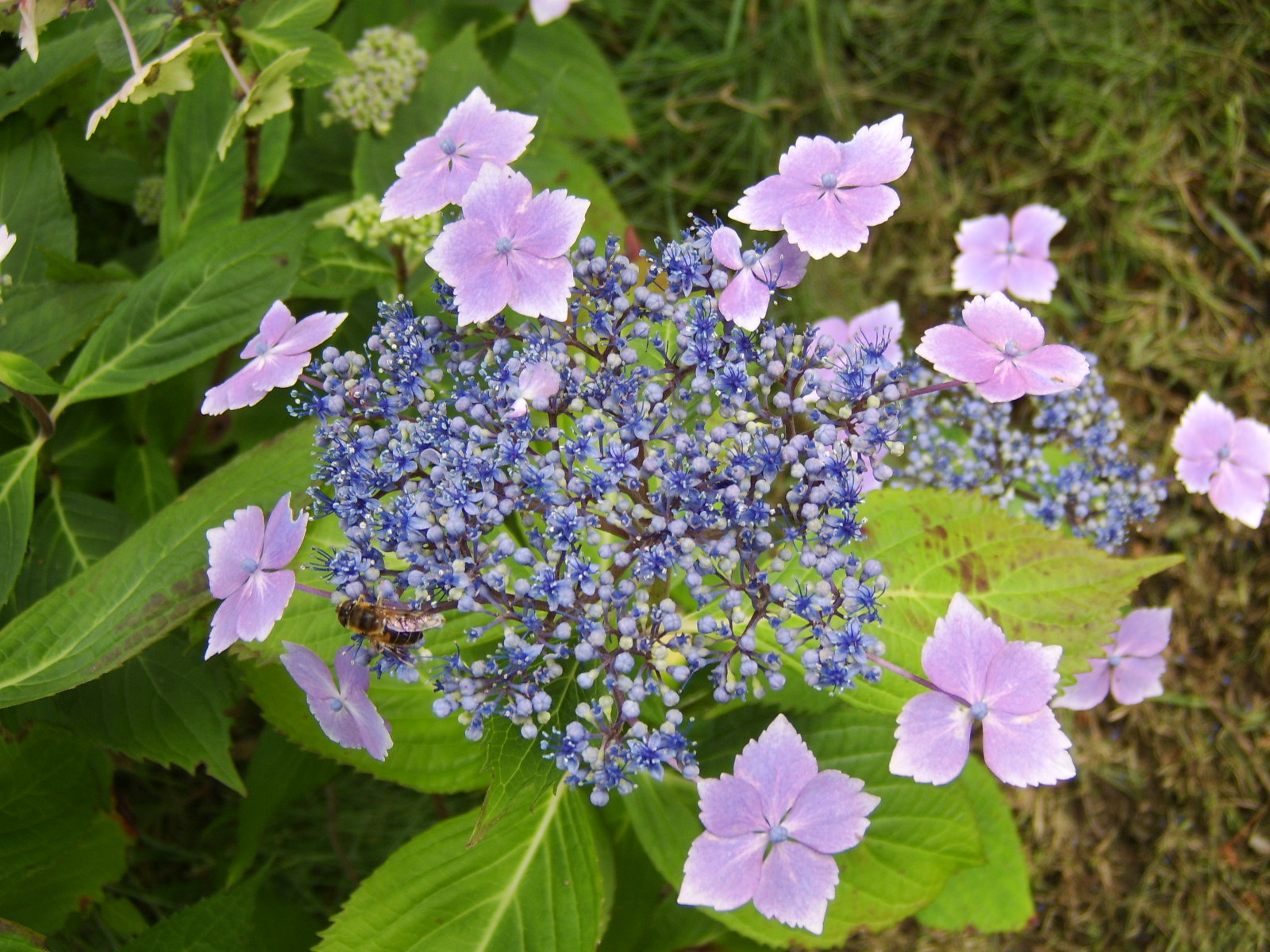 sta71939.jpg, 1600x1200, 490 Kb
