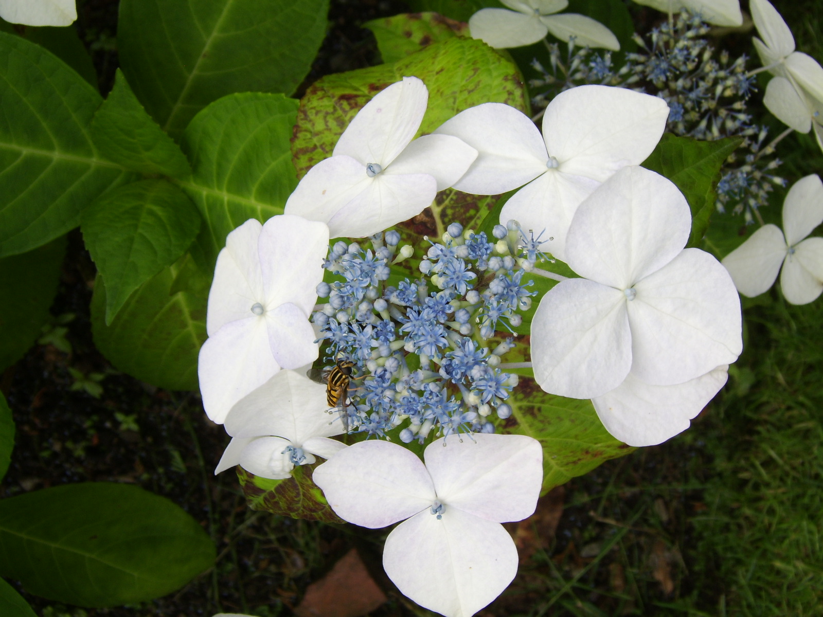 sta71940.jpg, 1600x1200, 487 Kb